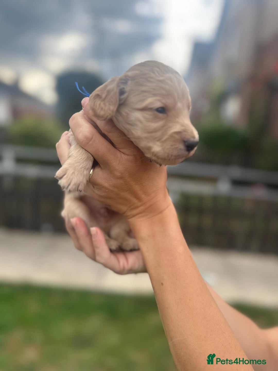 Cockapoo dogs for sale: Stunning f1b cockapoo puppies!!  - Image 14