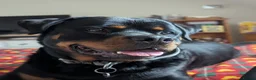 Rottweiler dogs for sale: 3yo Male Rottweiler - Experienced Home Needed - Advert 4