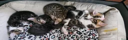 Mixed Breed cats for sale: Beautiful Bengal kittens,Exteptional Colour😻our - Advert 19