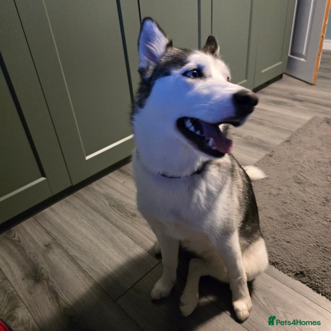 Utonagan dogs for sale: 6 months old Female Husky cross Malamute - Advert 4