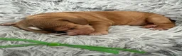 Cocker Spaniel dogs for sale: Stunning English 💯 show type cocker puppies  - Advert 22