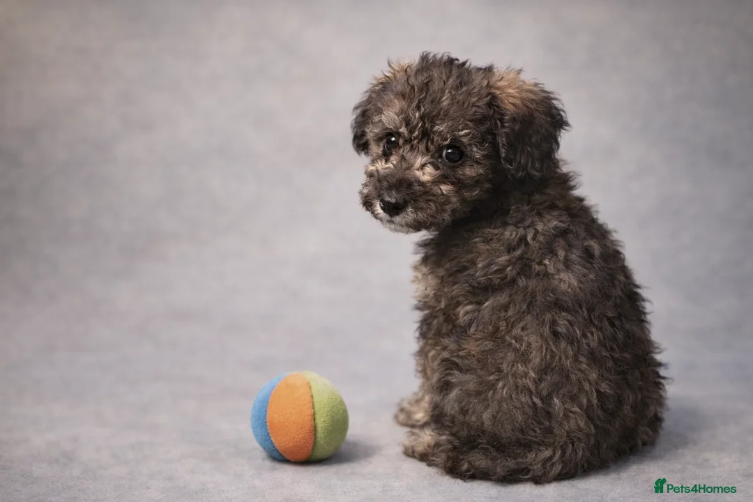 Mixed Breed dogs for sale: Rare Toy Schnoodles  - Advert 4