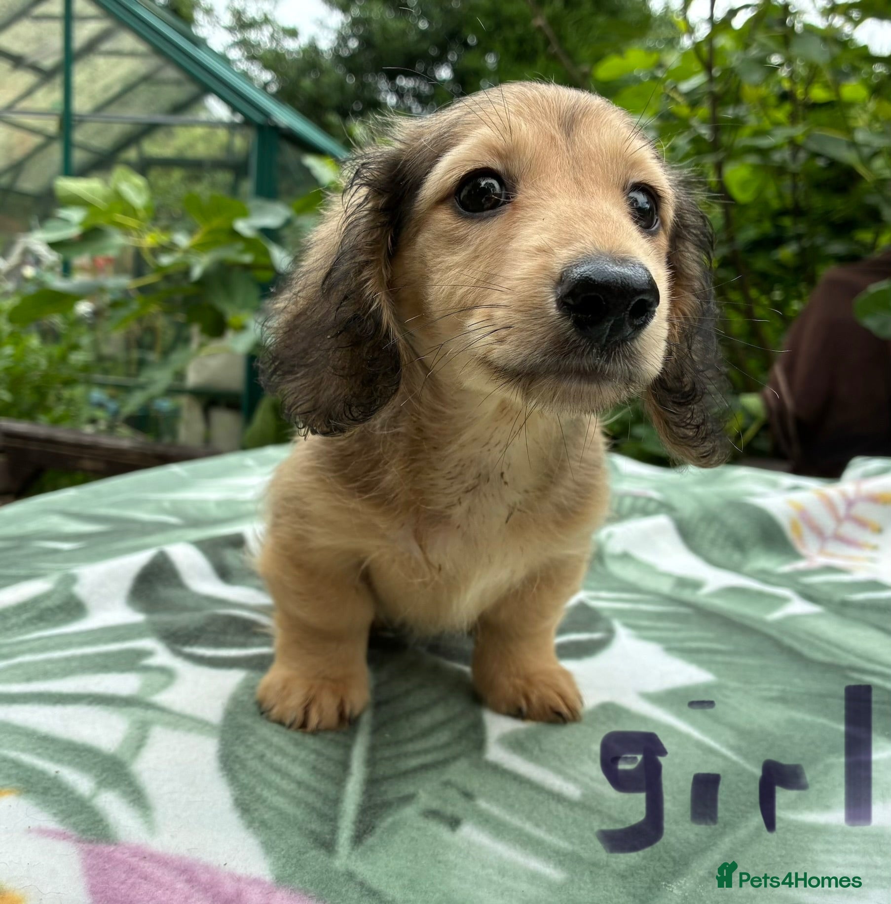 Miniature Dachshund dogs GORGEOUS KC reg PRA CLEAR MINI DACHSHUND PUPPIES - Advert 2