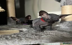 Sphynx cats for sale: August ready kitty’s in need of loving homes - Image 16