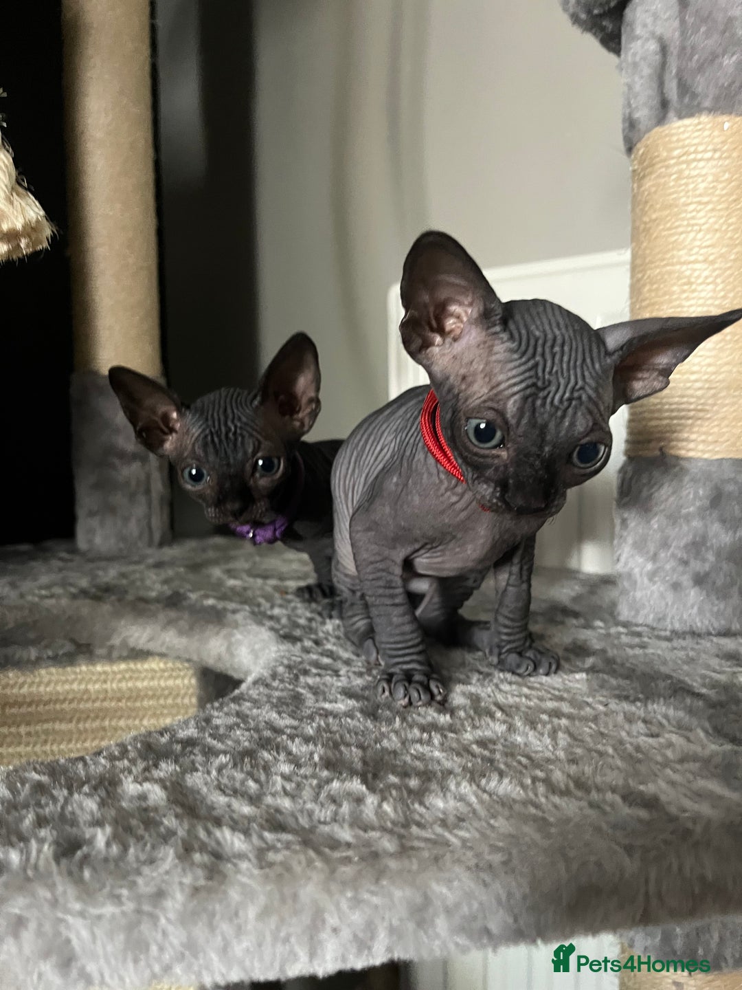 Sphynx cats for sale: August ready kitty’s in need of loving homes - Image 16