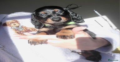 Dachshund dogs KC Miniature Dachshund  - Advert 6