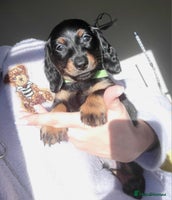 Dachshund dogs KC Miniature Dachshund - Advert 6