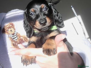 Dachshund dogs KC Miniature Dachshund - Advert 5