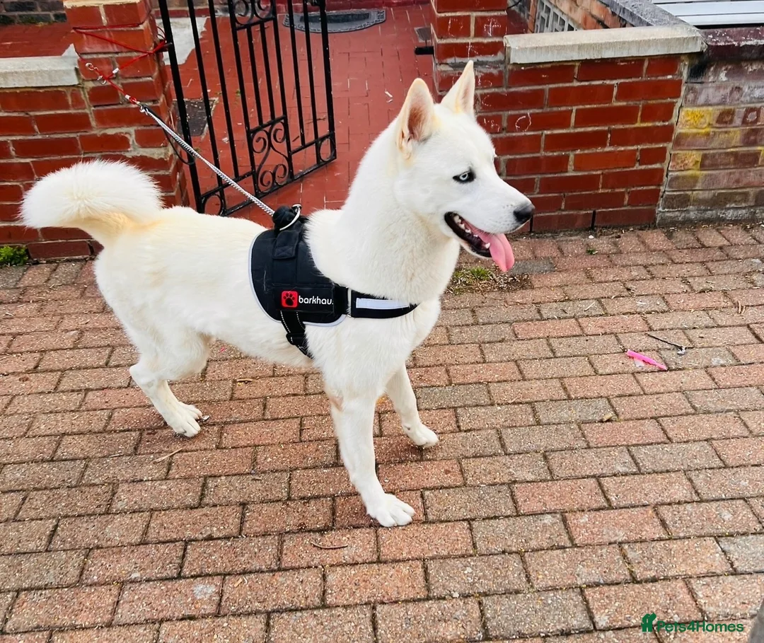 Siberian Husky dogs for sale: 10 month husky male  in London - Advert 2