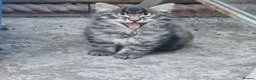 Siberian cats for sale: Lovely kittens in Ashford - Advert 3