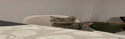 Domestic Shorthair cats for sale: Gorgeous Tabby siblings  - Advert 3