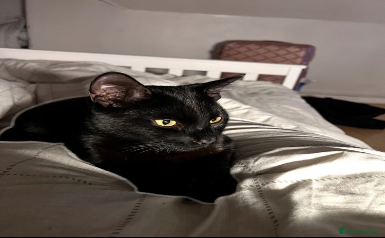Domestic Shorthair cats - Advert 2