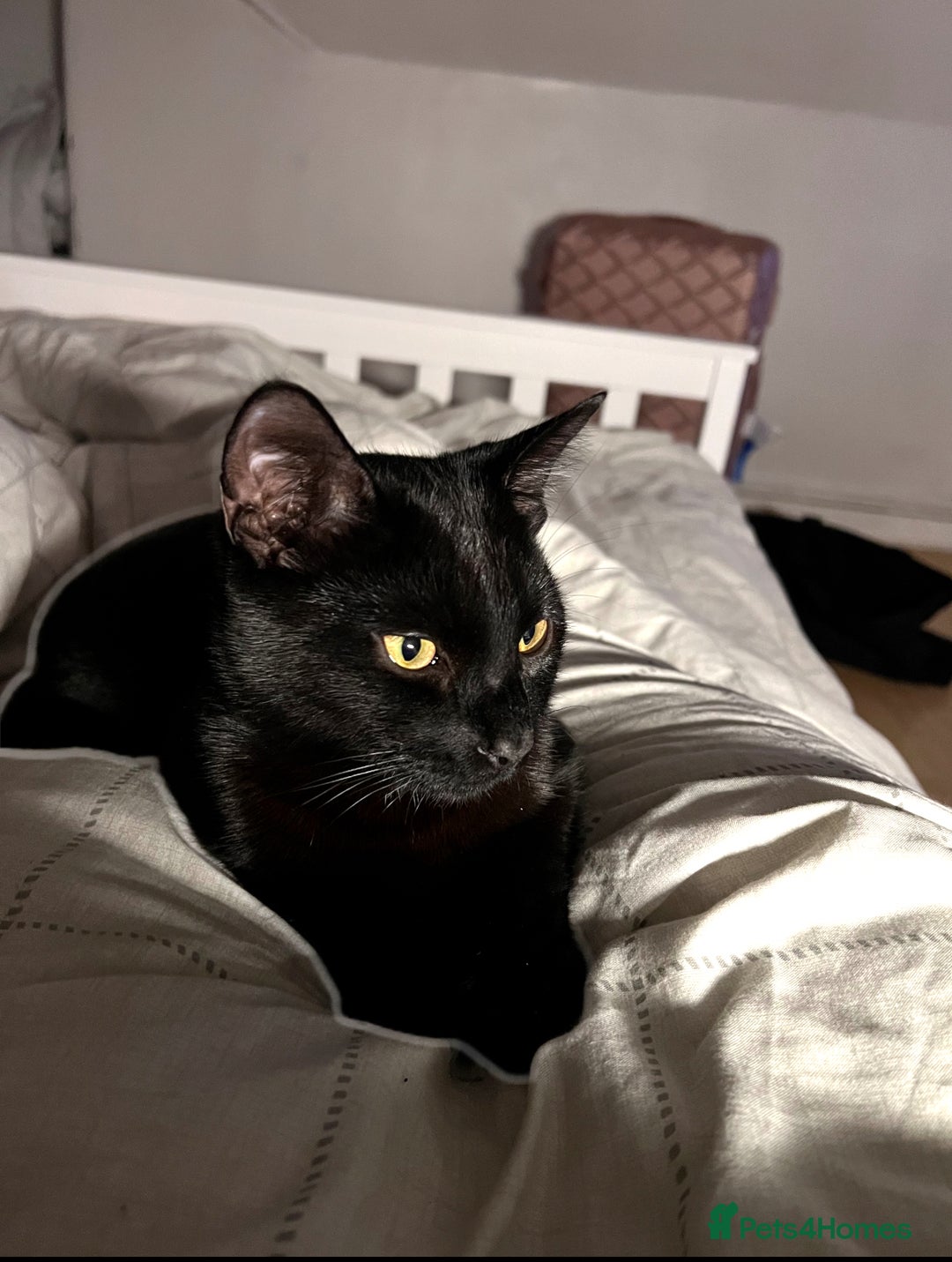 Domestic Shorthair cats for sale: Domestic Shorthair for Sale - Image 1