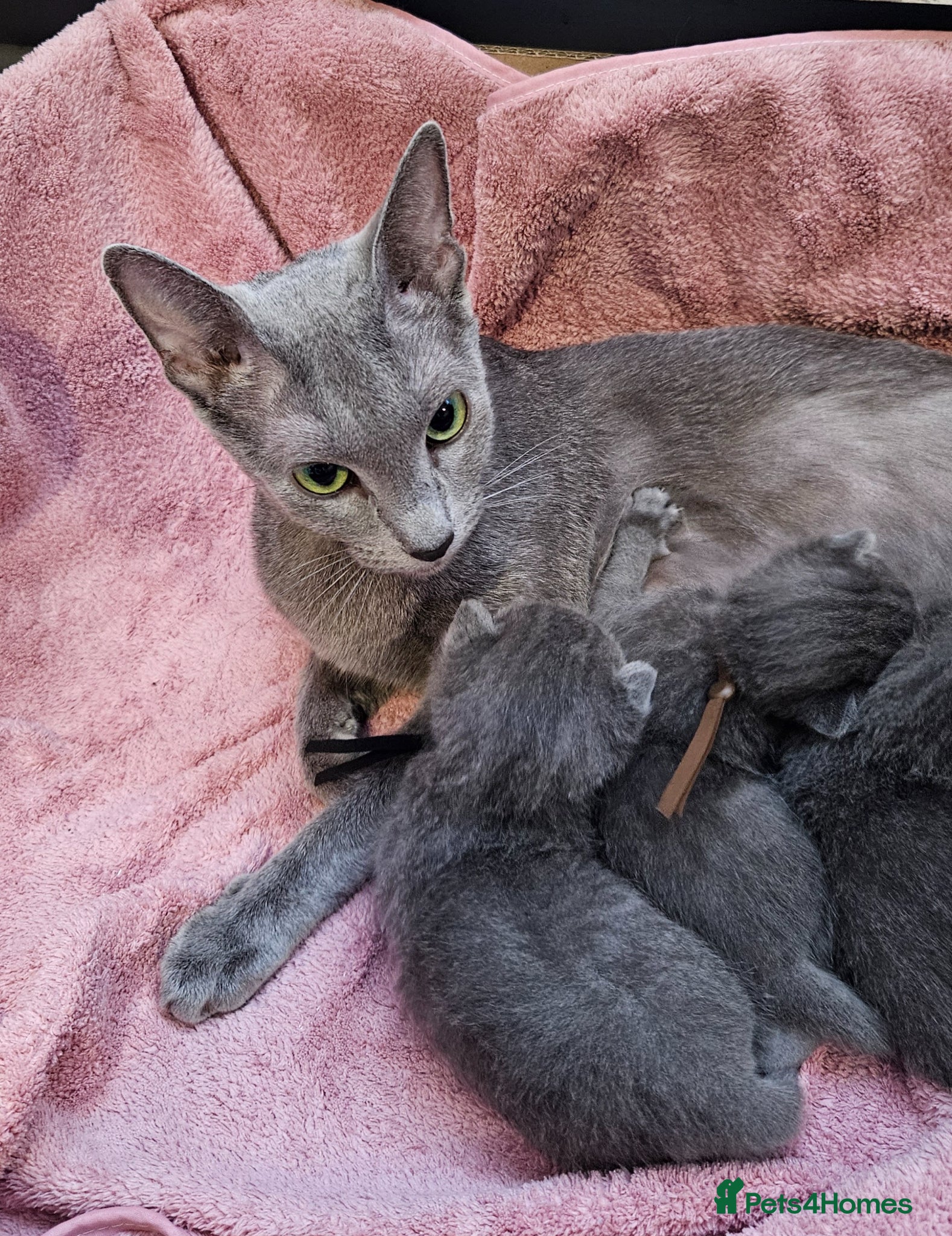 Russian Blue cats for sale: Russian Blue kittens 😸  - Advert 1