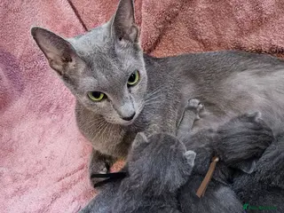 Russian Blue cats Russian Blue kittens 😸 - Advert 14