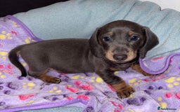 Miniature Dachshund dogs for sale: 4 Dachshund Puppies - Image 8