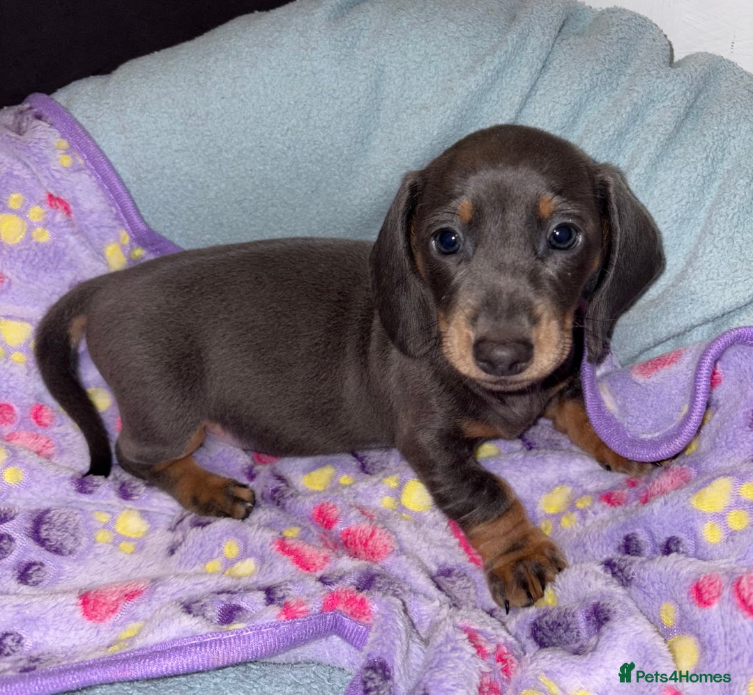 Miniature Dachshund dogs for sale: 4 Dachshund Puppies - Image 8