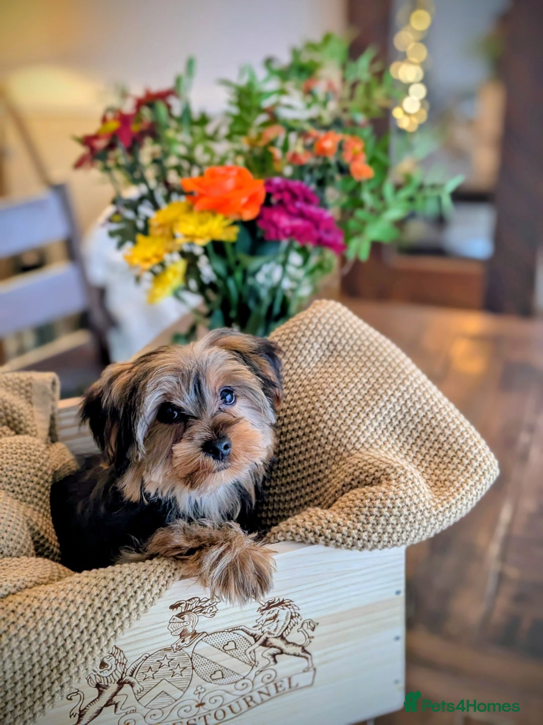 Yorkshire Terrier dogs for sale: 2 Biewer Yorkshire Terrier Boys – Ready Now! - Advert 4