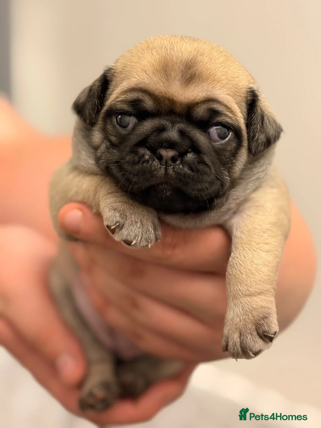 Pug dogs for sale: Pug puppies  - Advert 17