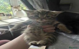 Mixed Breed cats for sale: Cats for sale !!! - Image 5