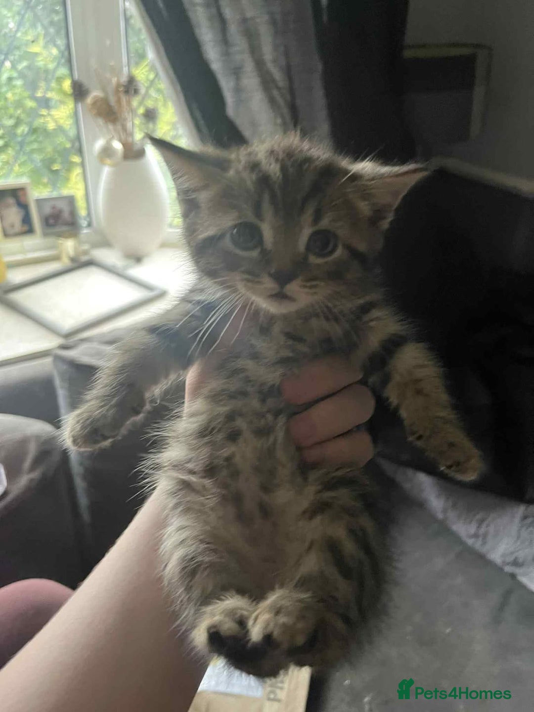 Mixed Breed cats for sale: Cats for sale !!! - Image 5