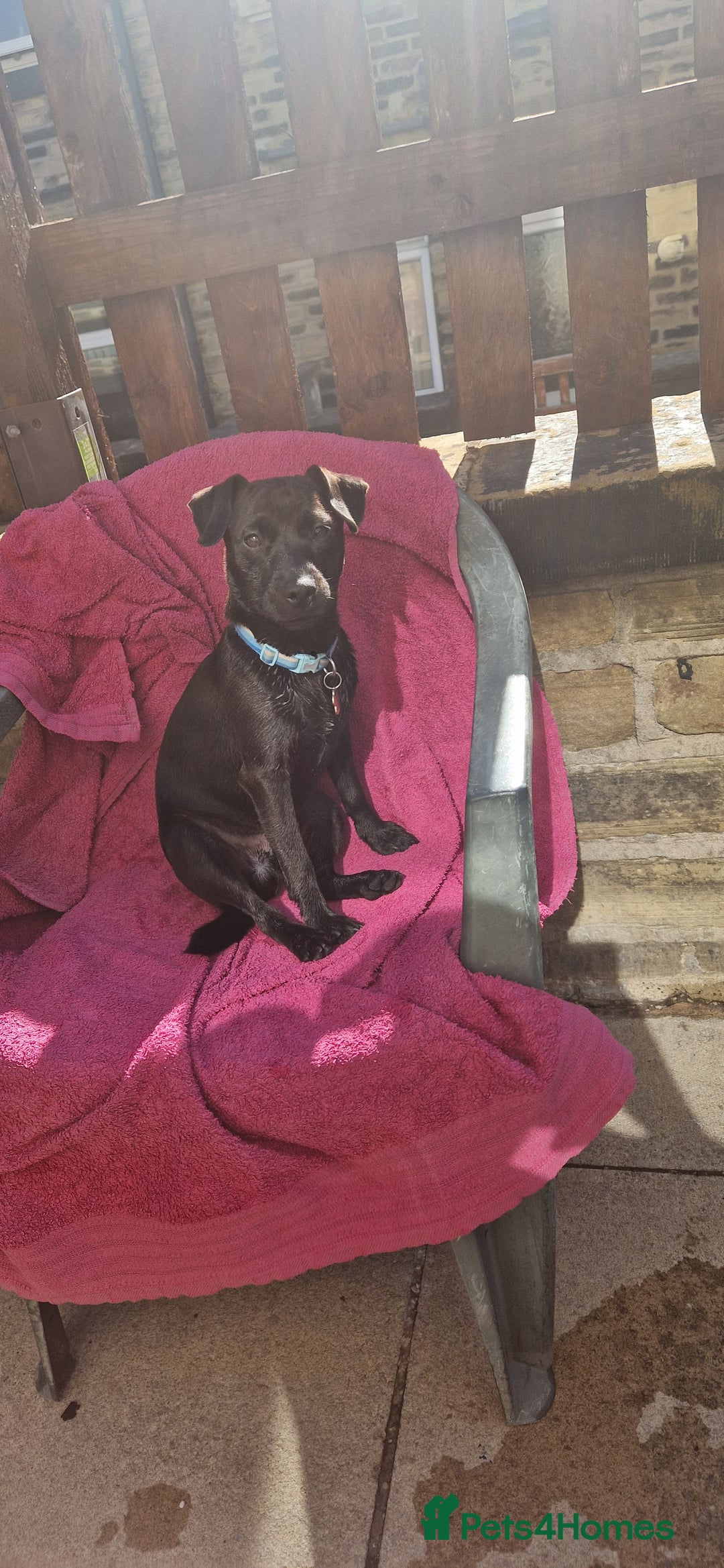 Patterdale Terrier dogs for sale: 1 year old Male Patterdale - Image 2