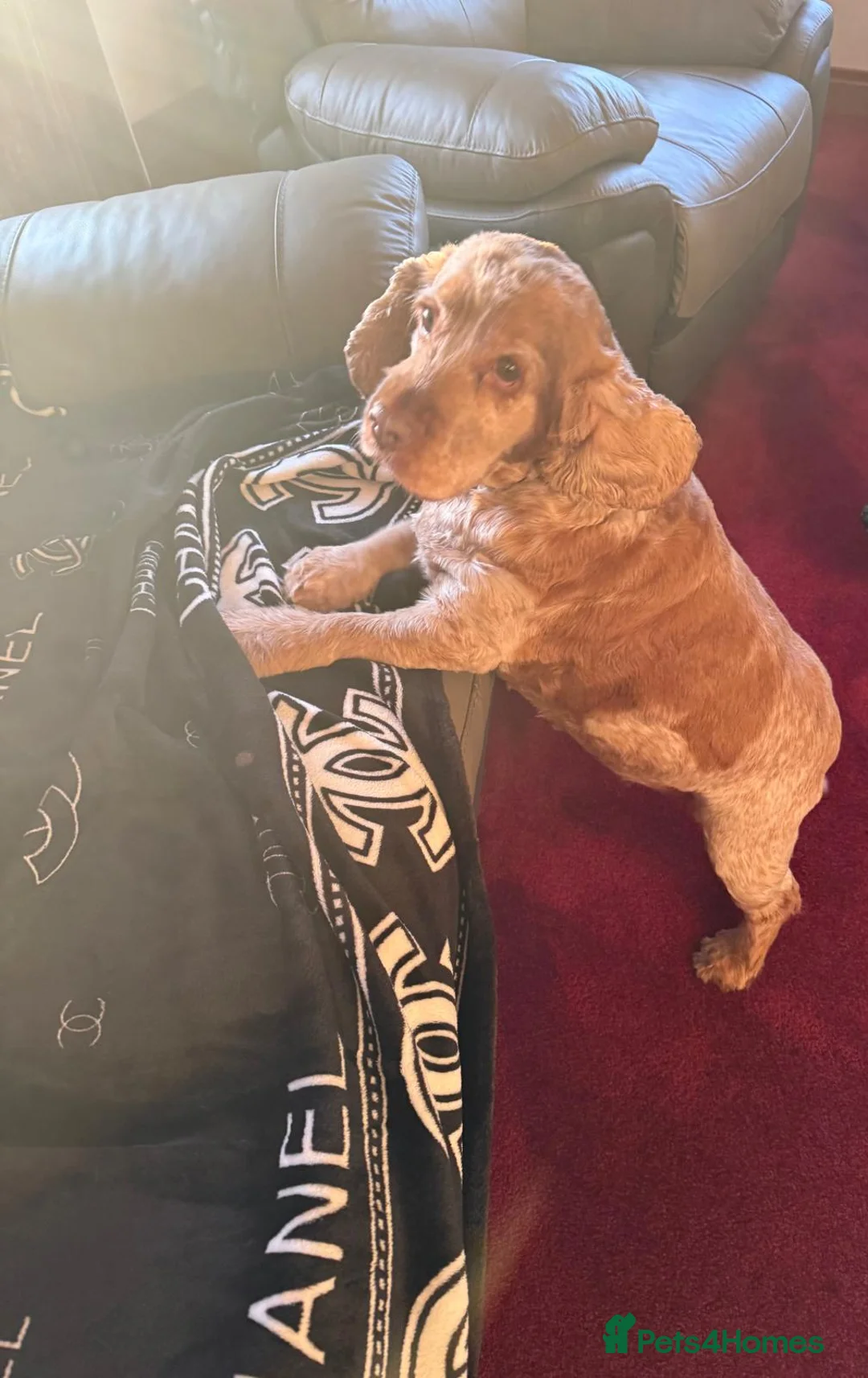 Cocker Spaniel dogs for sale: Female Show Cocker Spaniel - Advert 2