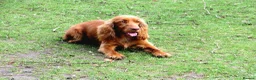 Sprocker dogs for sale: Stunning Sprocker Spaniel puppies  in Mansfield - Advert 10