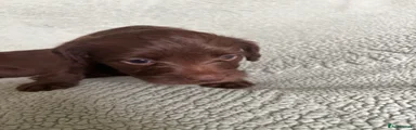 Mixed Breed 4