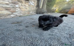 German Shepherd dogs for sale: ONE GIRL AVAILABLE -German shepherd puppies - Image 4