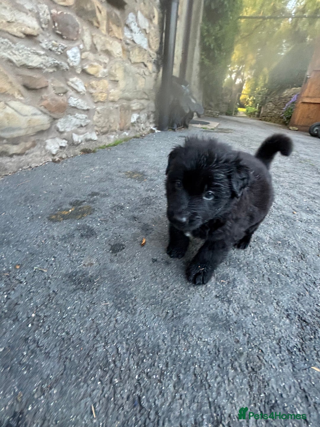 German Shepherd dogs for sale: ONE GIRL AVAILABLE -German shepherd puppies - Image 4