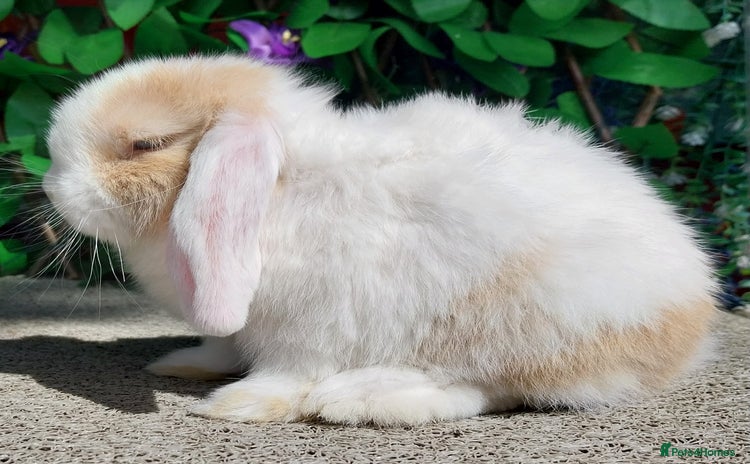 Mini Lop rabbits - Advert 11