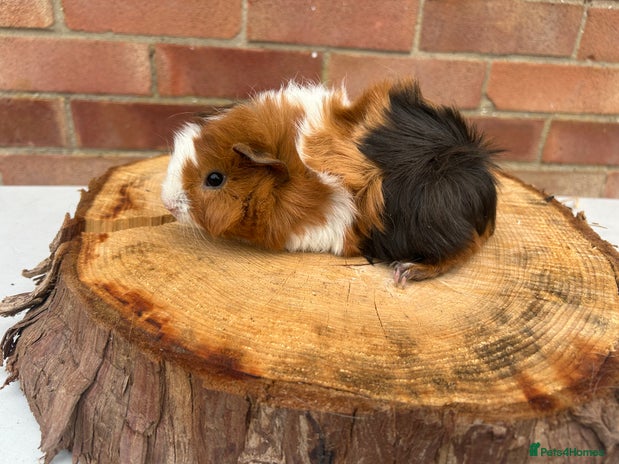 Guinea Pig rodents - Advert 3