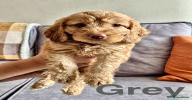 Cockapoo dogs - Advert 5