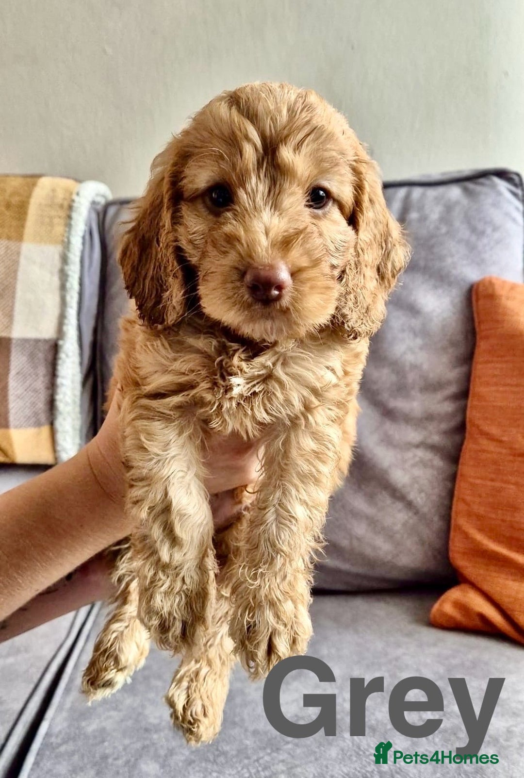 Cockapoo dogs for sale: 😍 STUNNING F1 cockapoos 😍 2 BOYS LEFT - Image 2
