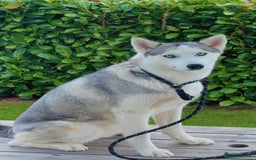 Siberian Husky dogs for sale: Beautiful Blue Eyes Siberian Huskies  - Image 4