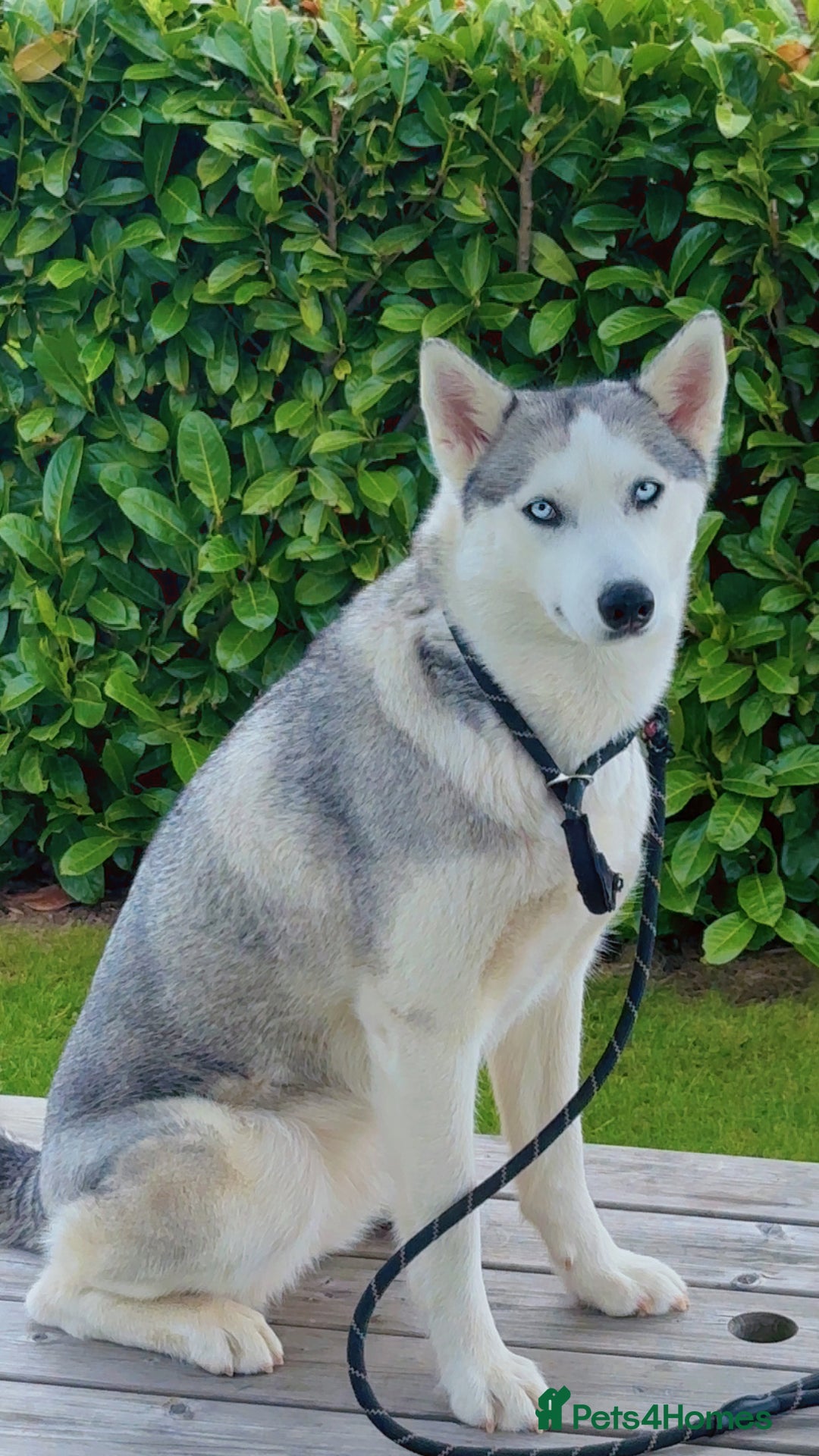 Siberian Husky dogs for sale: Beautiful Blue Eyes Siberian Huskies  - Image 4