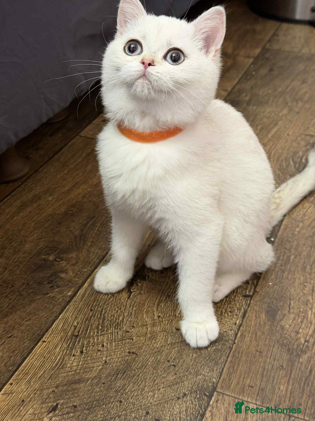 British Shorthair cats for sale: Stunning BSH golden/silver Kittens TICA - Advert 12
