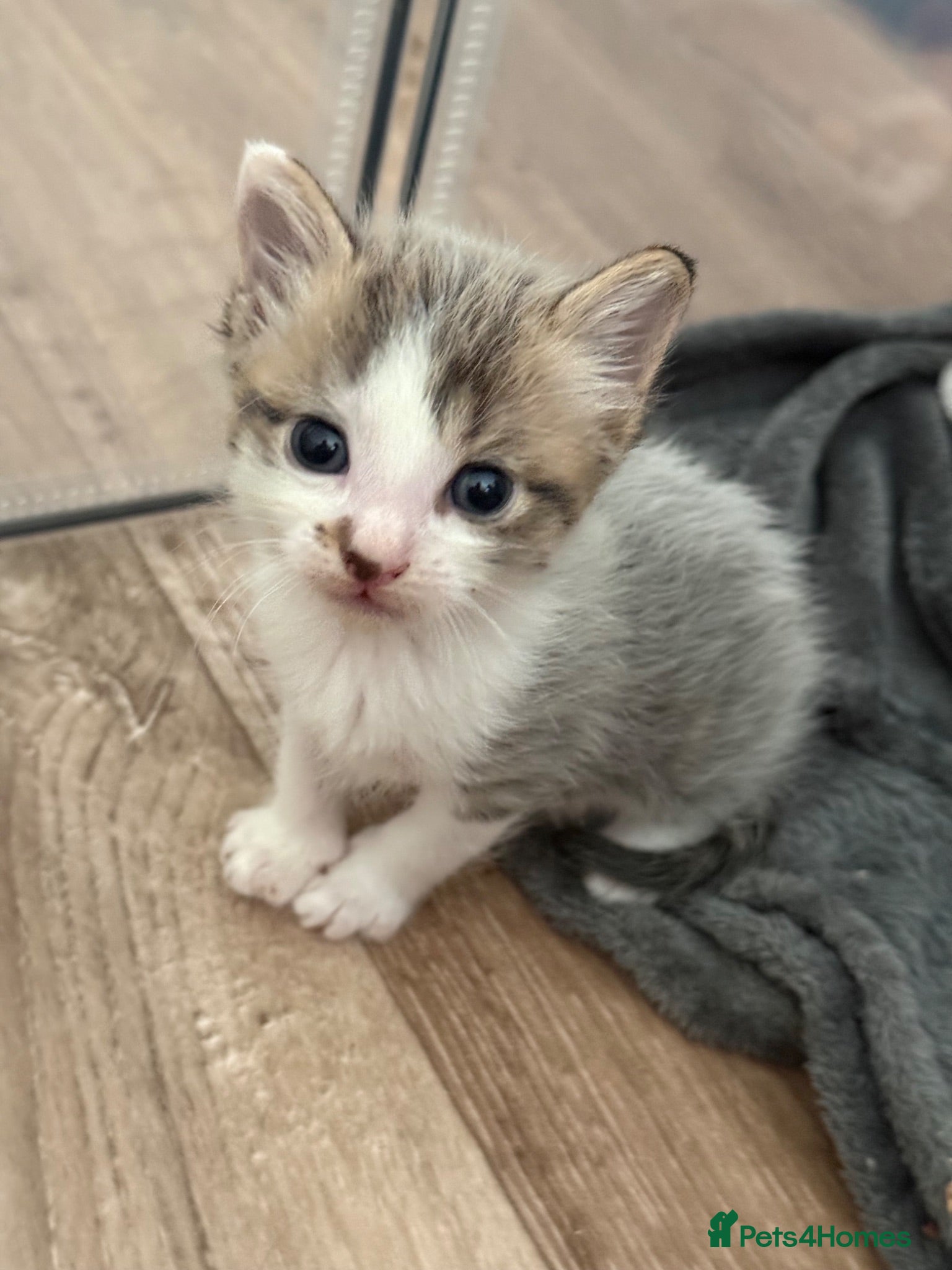 Mixed Breed cats 1 grey boy left - Advert 13