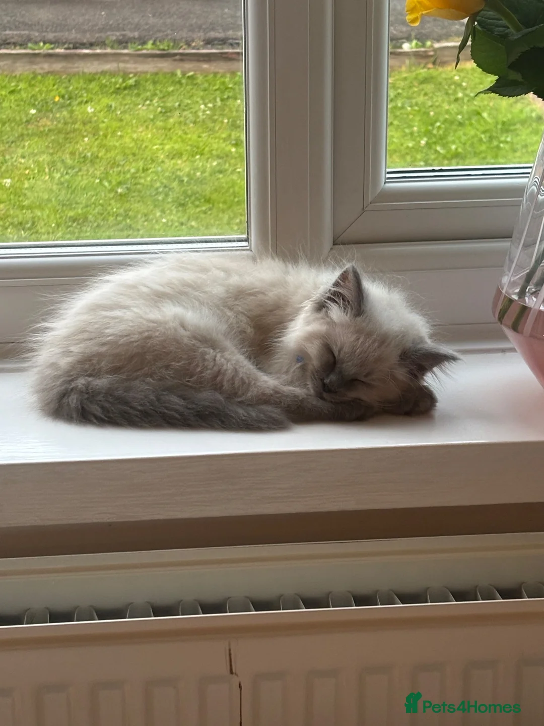 Ragdoll cats for sale: One Stunning blue point ragdoll male  - Advert 2