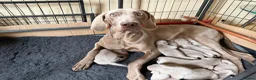 Weimaraner dogs for sale: Exceptional KC Registered Weimaraner Puppies in Abergavenny - Advert 8