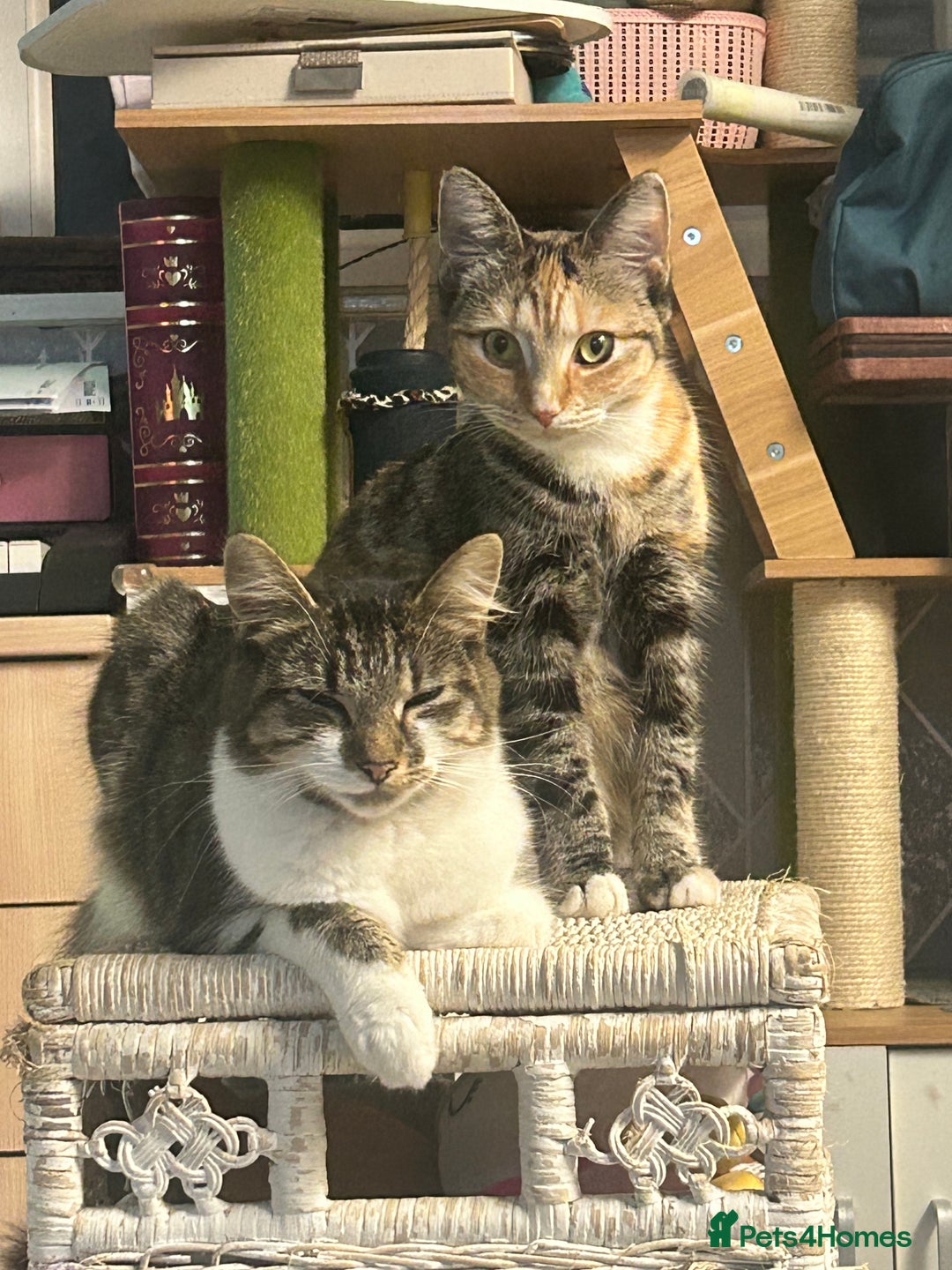 Mixed Breed cats for sale: Two females soCute 🥰  - Advert 6