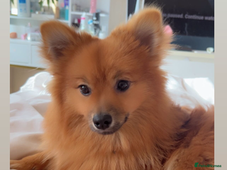 Pomeranian dogs Tanned Male Pomeranian puppy - Advert 3