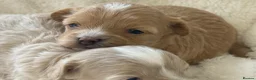 Maltipoo dogs for sale: Stunning Maltipoo’s - Advert 5