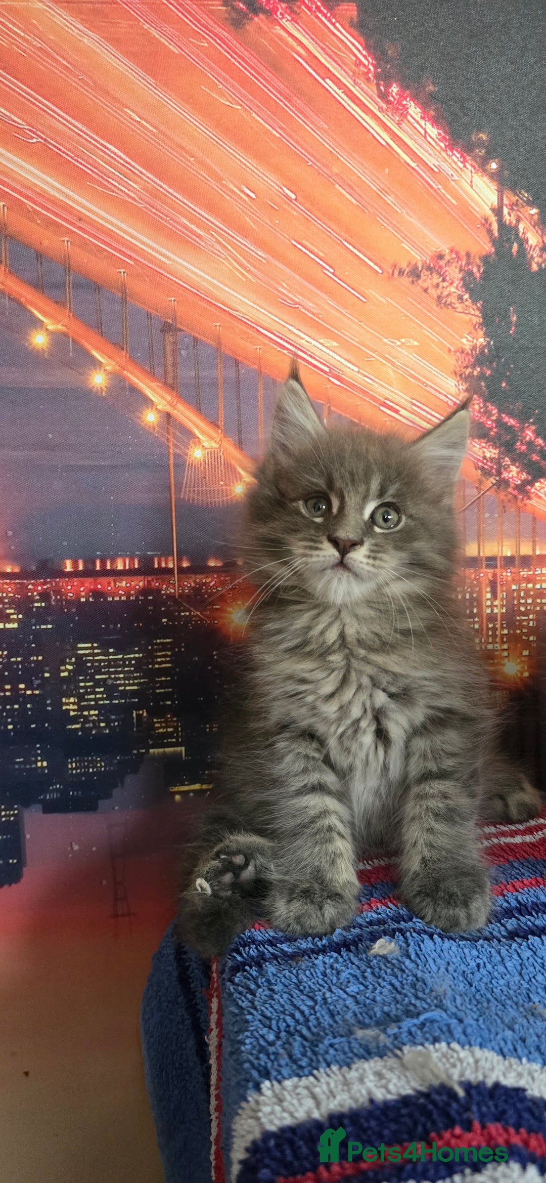 Maine Coon cats for sale: Maine coon kittens ready for reservation - Image 10