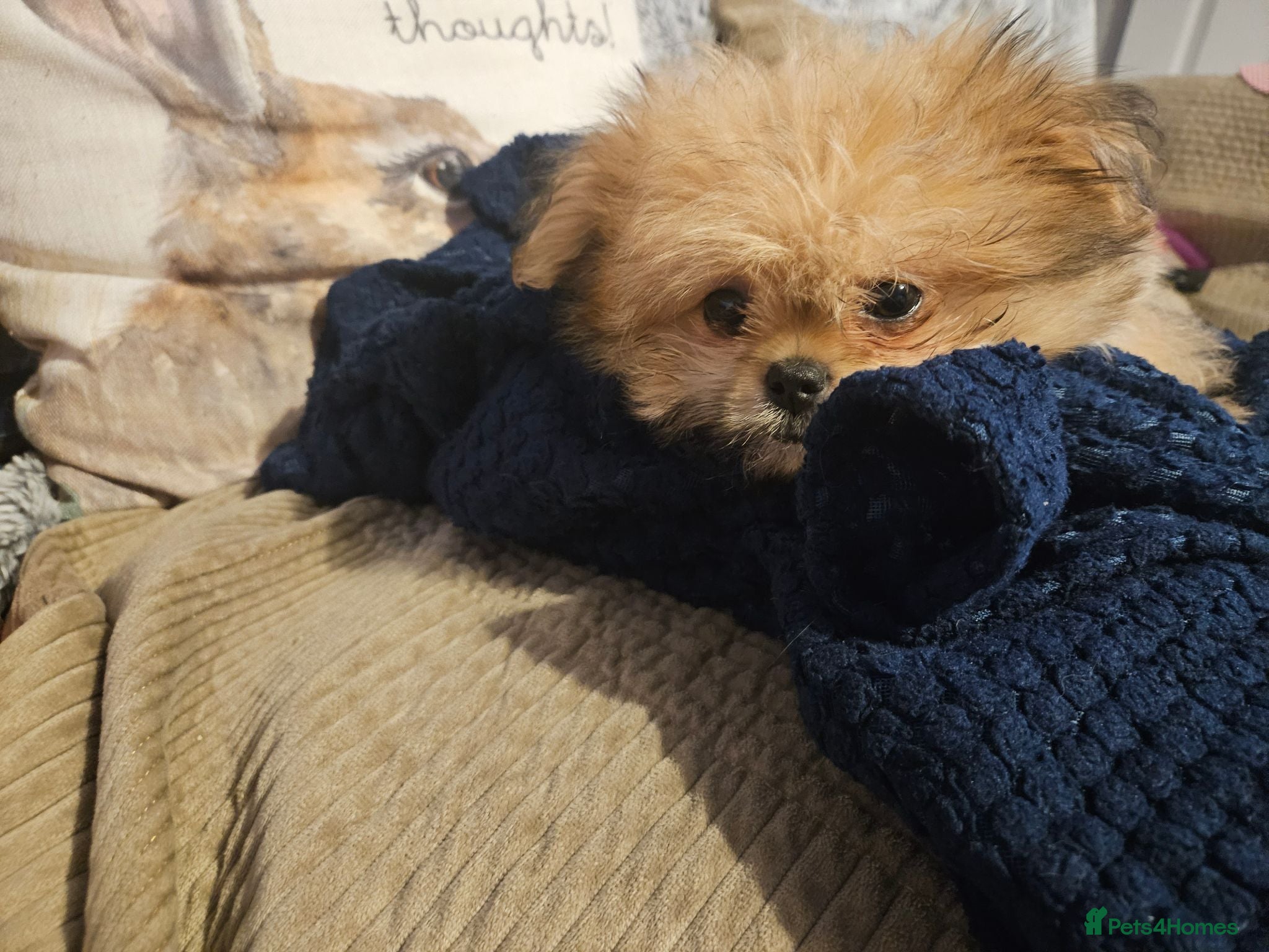 Mixed Breed dogs Last one left,quality pomeranian and shitzu cross - Advert 1