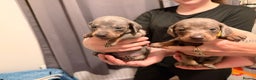 Dachshund dogs for sale: Dachshund puppies  - Advert 6