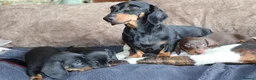 Miniature Dachshund dogs for sale: Beautiful miniature dachshund puppies  - Advert 18