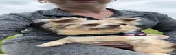 Chihuahua dogs for sale: Stunning litter of Merle & lilac chihuahuas  - Advert 18