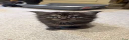 Mixed Breed cats for sale: Bengal mix - beautiful kittens  - Advert 9